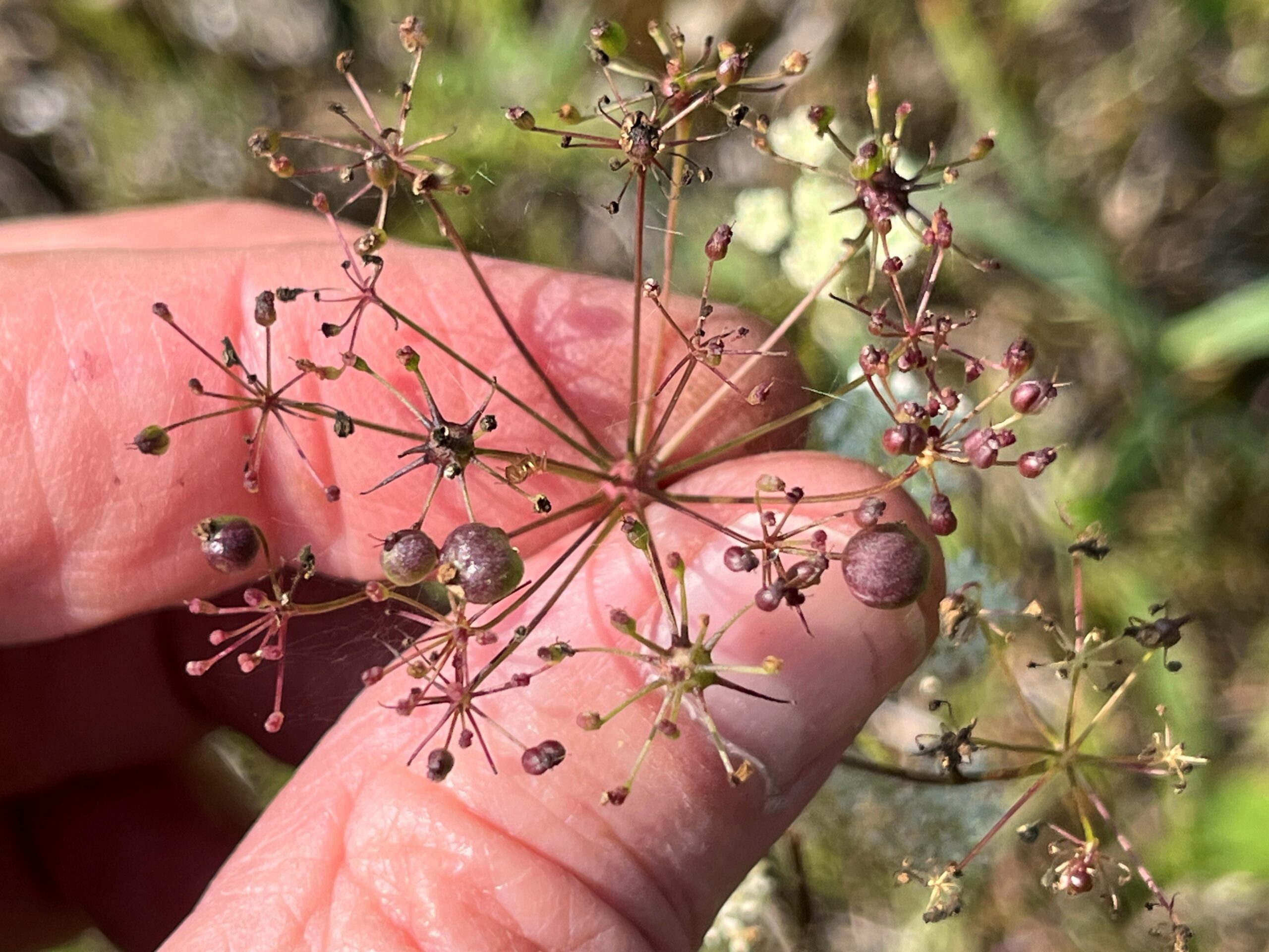 Danish scientist finds 45 gall midge species new to Estonia in a single week